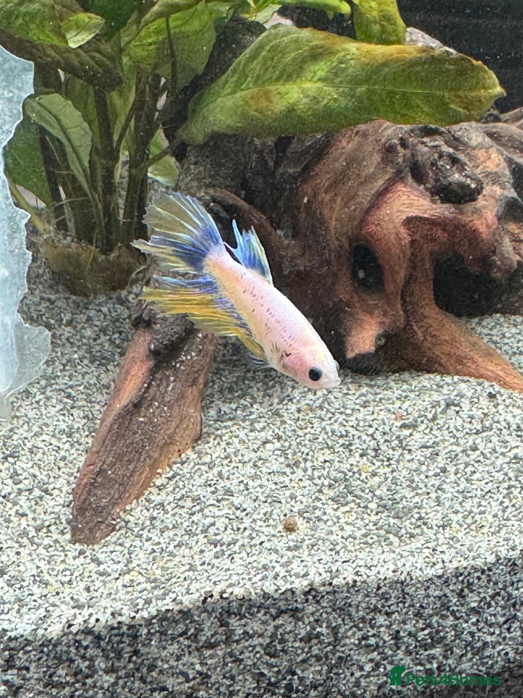 Bettas fish for sale: Male and female bettas for sale - Advert 6