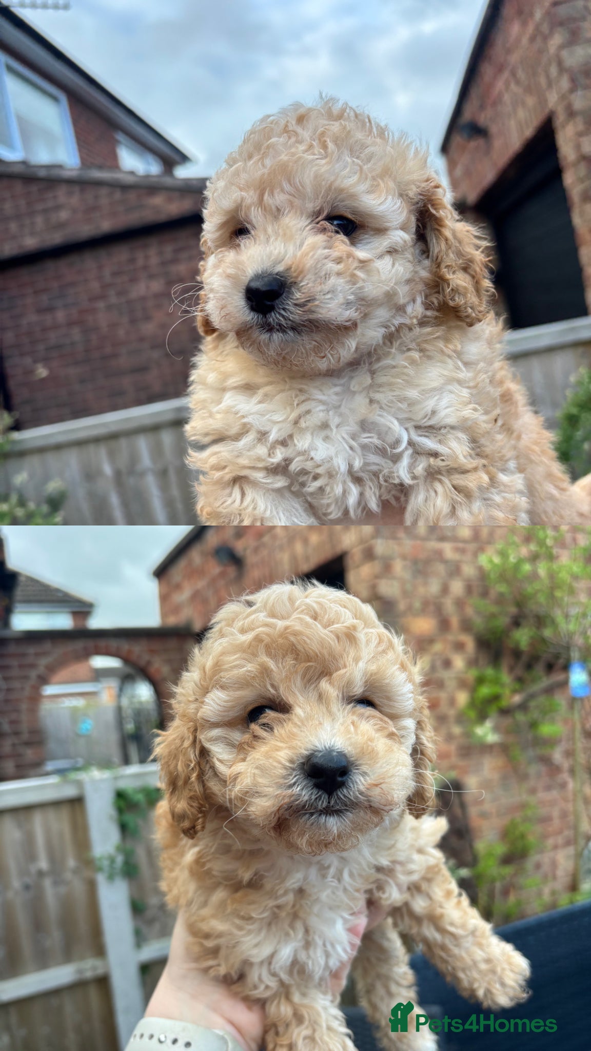Toy Poodle dogs Litter of 2 beautiful Apricot girls  - Advert 16