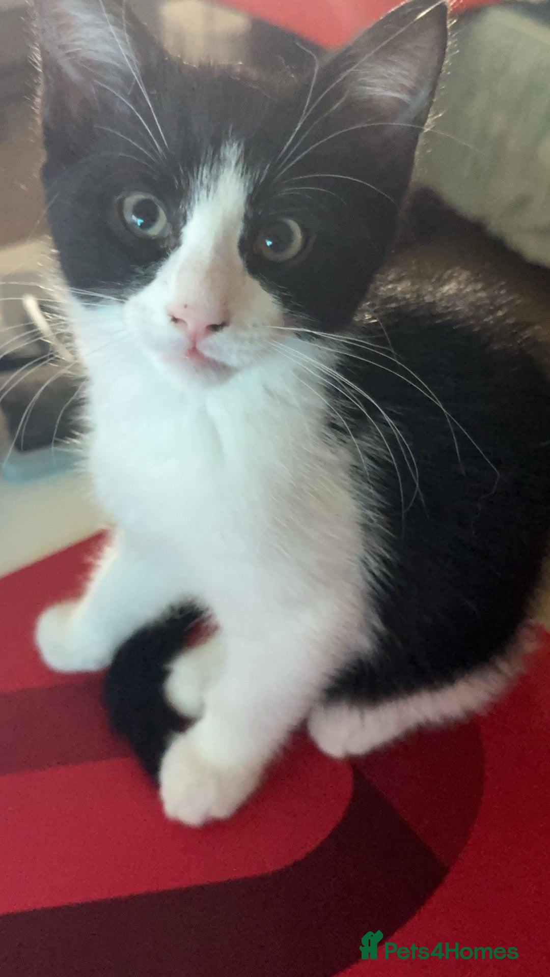 Mixed Breed cats for sale: 1 playful female kittens looking for a new home - Image 2