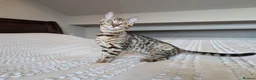 Bengal cats for sale: 🤎🖤 Gorgeous Bengal Girl 🖤🤎 - Advert 7