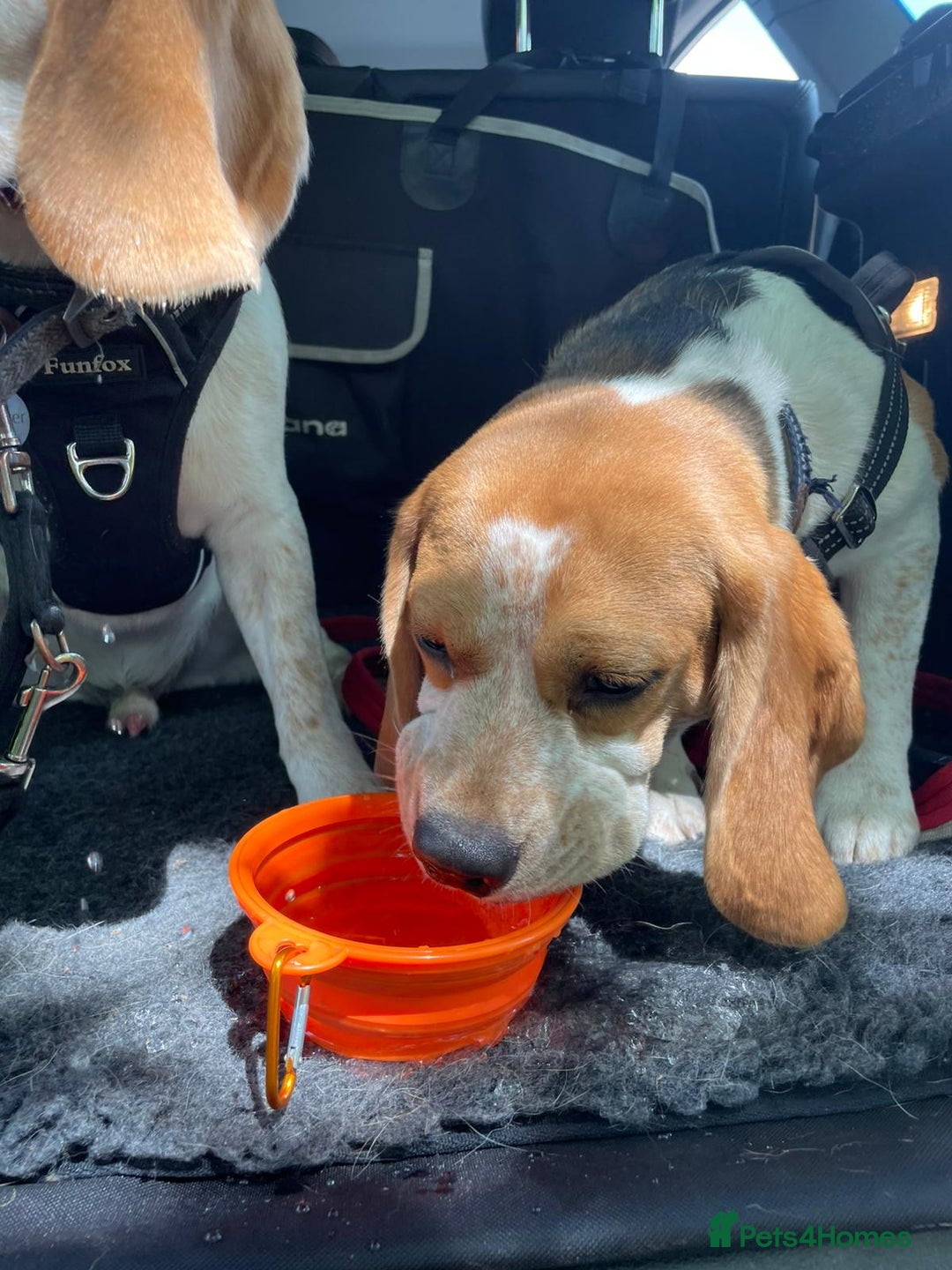 Beagle dogs for sale: Beagle boys for rehoming  - Image 6