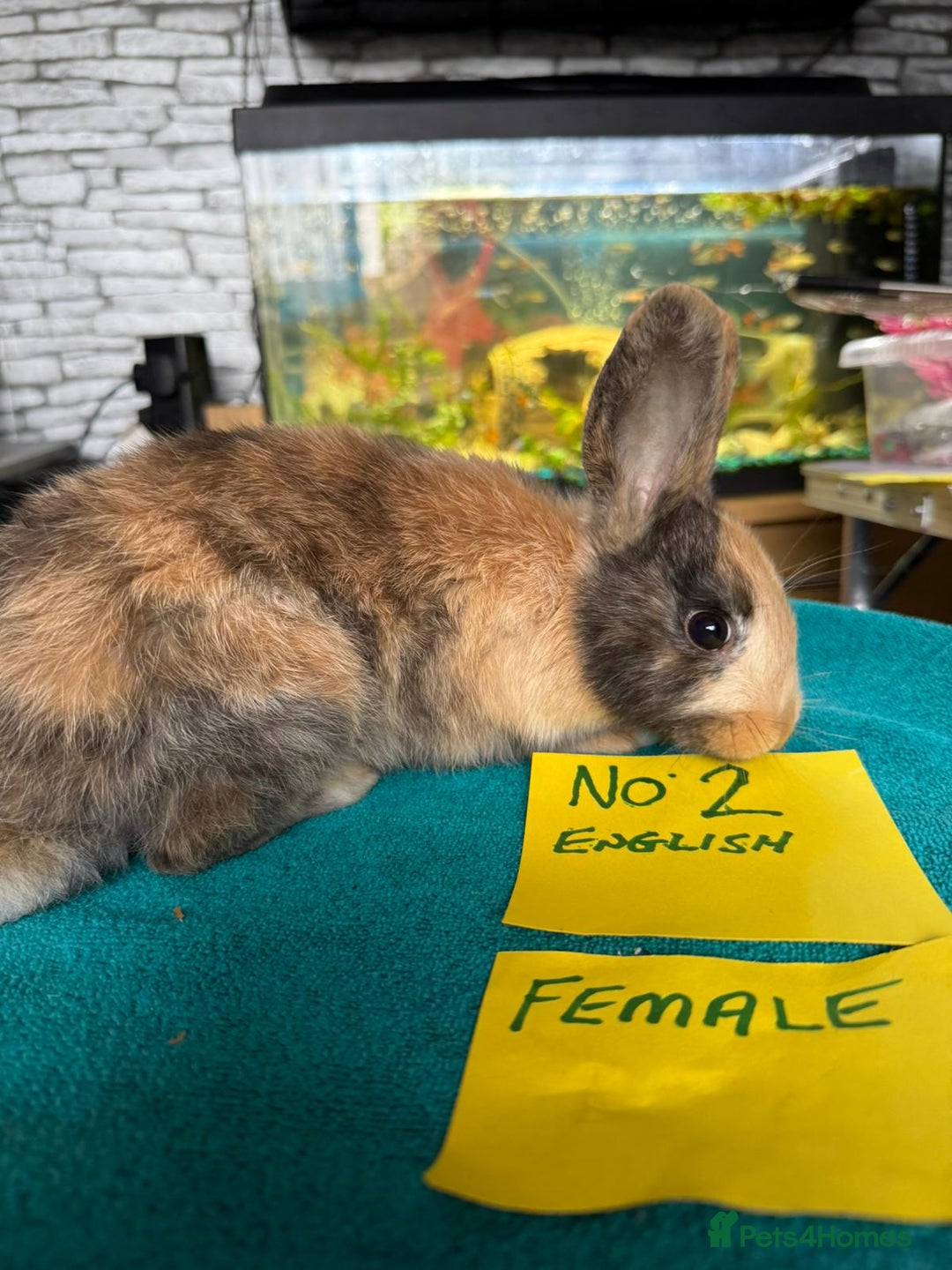 English rabbits for sale: Rabbits for sale , various sexes avaliable  - Image 4