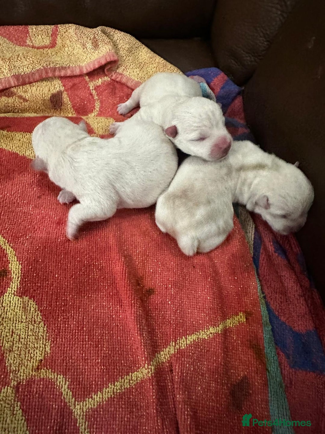 West Highland Terrier dogs for sale: Beautiful west highland white puppy’s  - Image 4