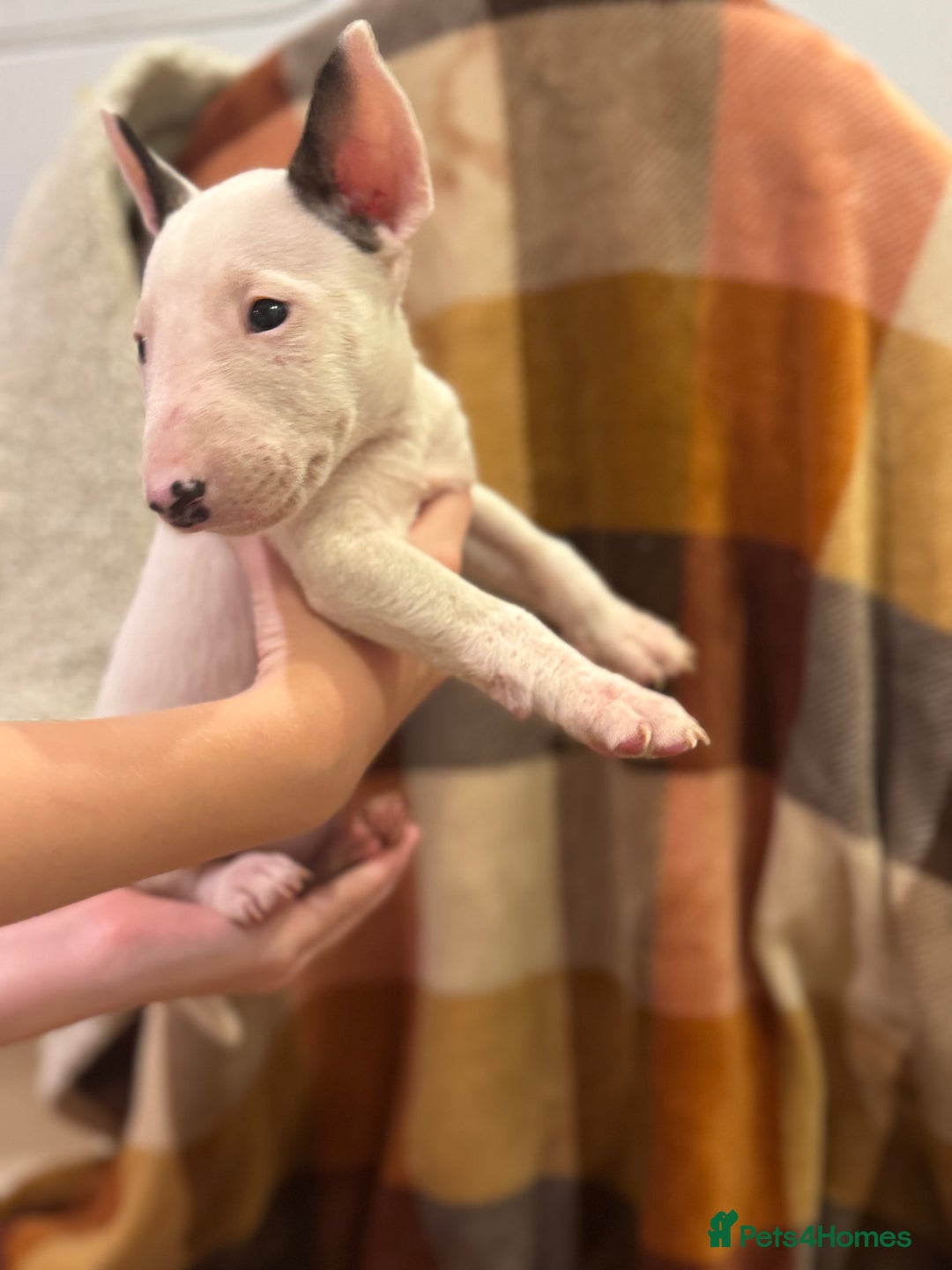 English Bull Terrier dogs for sale: Ready to leave now 7 English Bullterrier puppys - Image 3