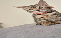 Bengal cats for sale: Two gorgeous Bengals girls  😻😻❤️ - Image 7