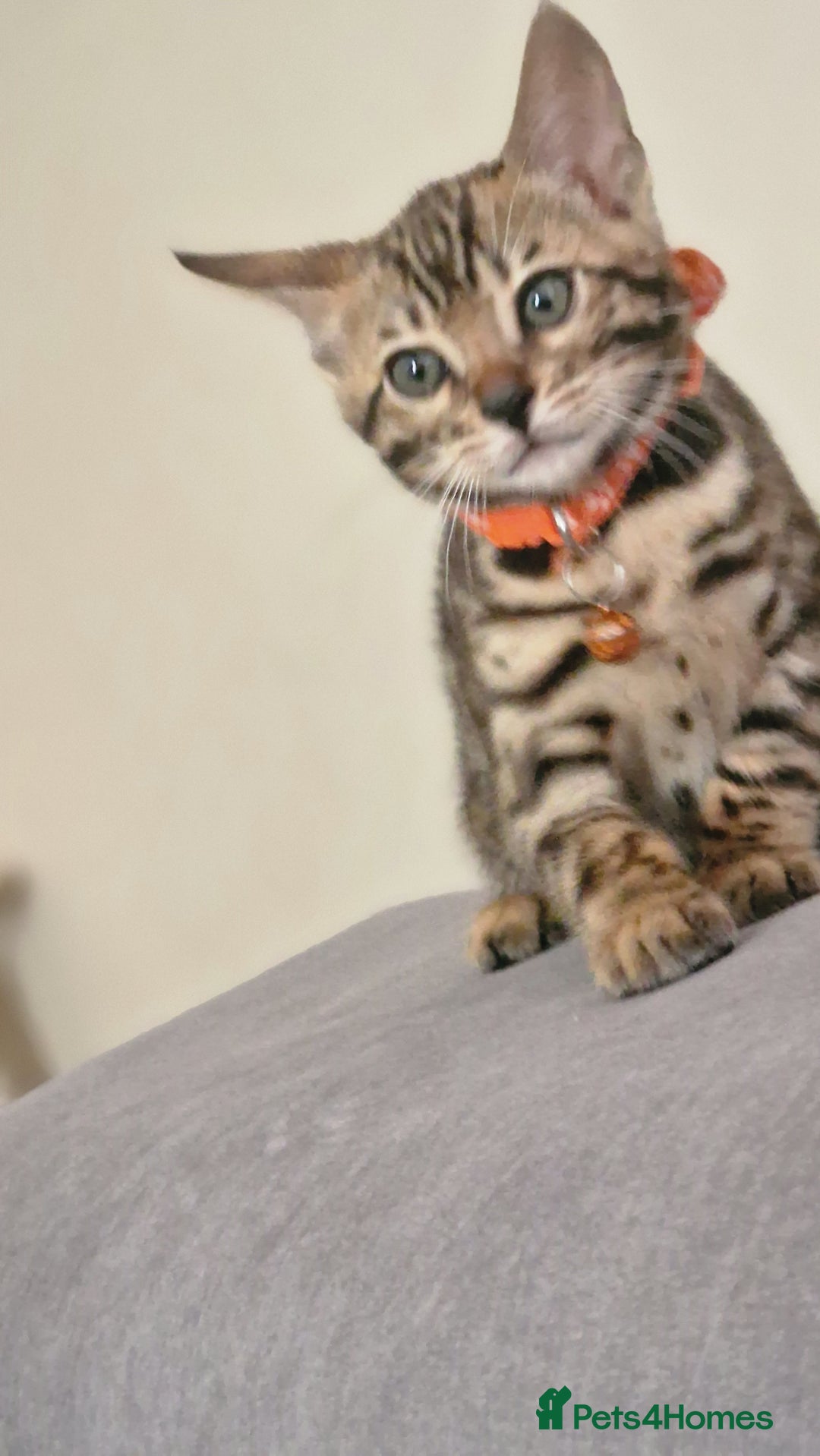 Bengal cats for sale: Two gorgeous Bengals girls  😻😻❤️ - Image 7