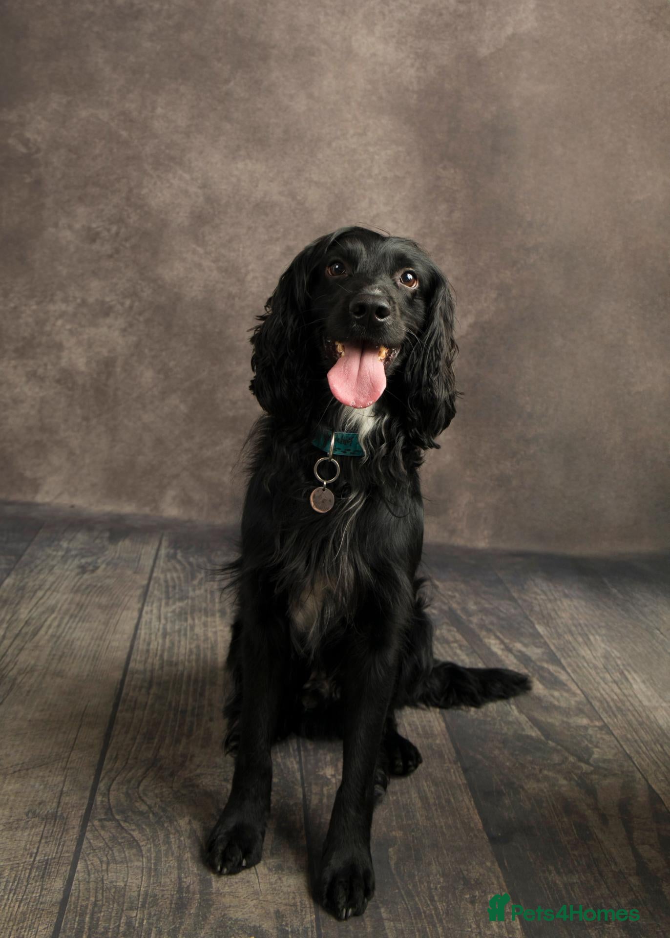 Cocker Spaniel dogs Cocker spaniel for stud proven - Advert 1