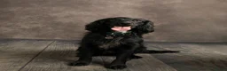 Cocker Spaniel dogs for stud: Cocker spaniel for stud proven - Advert 1