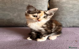 Maine Coon cats for sale: Half Maine Coon - Image 11
