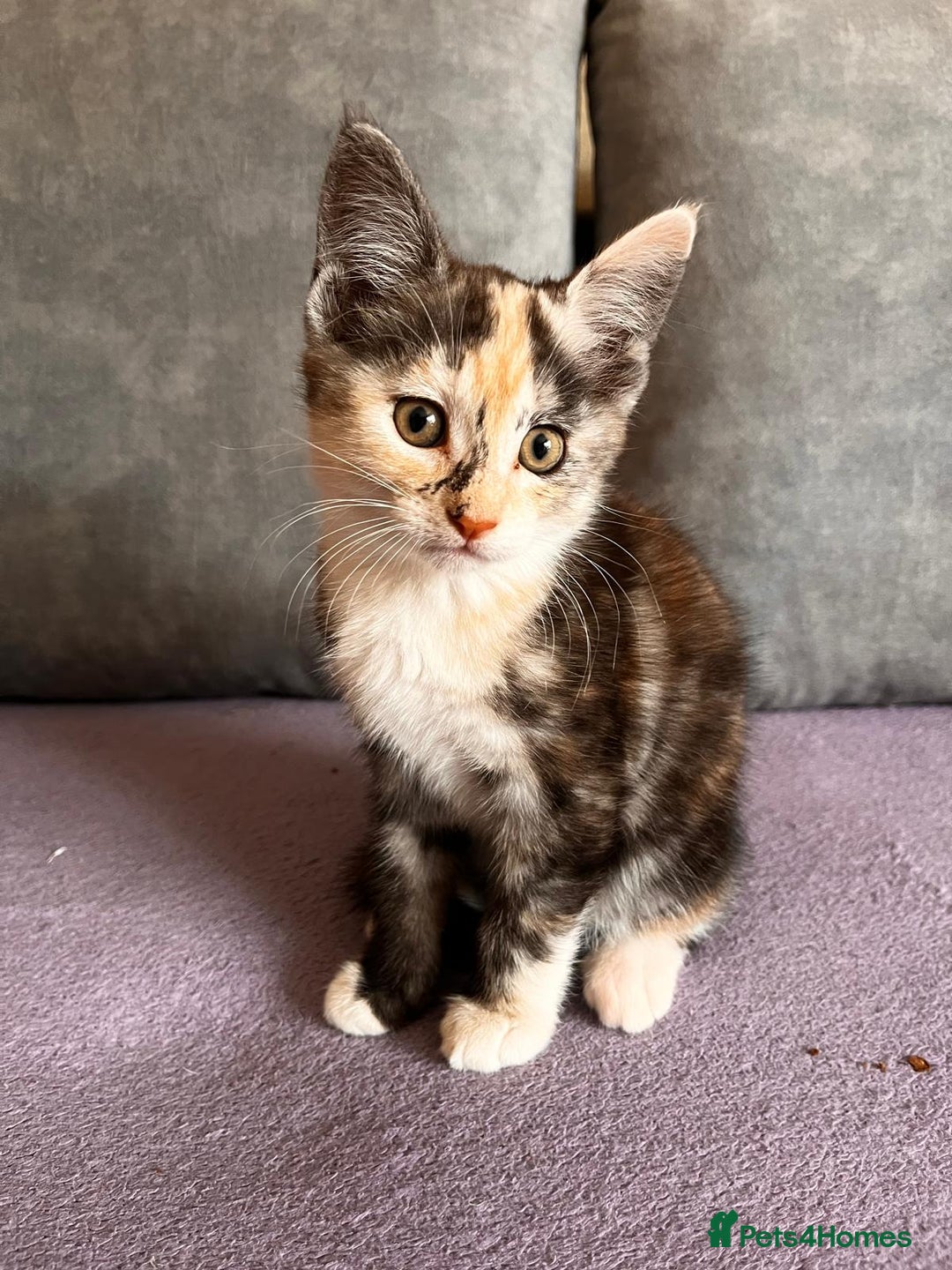 Maine Coon cats for sale: Half Maine Coon - Image 11