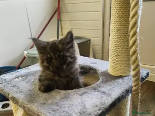 Mixed Breed cats 🐾 6 BEAUTIFUL KITTENS LOOKING FOR LOVING HOMES 🐾 - Advert 6