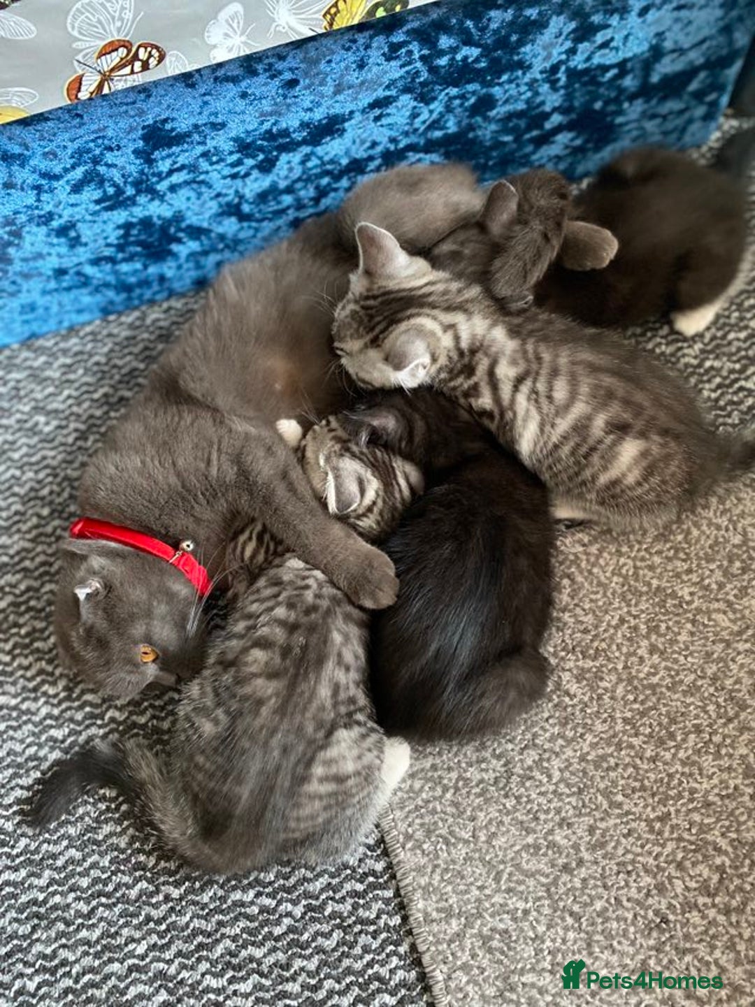 Scottish Fold cats for sale: Olga Bujor  - Image 6