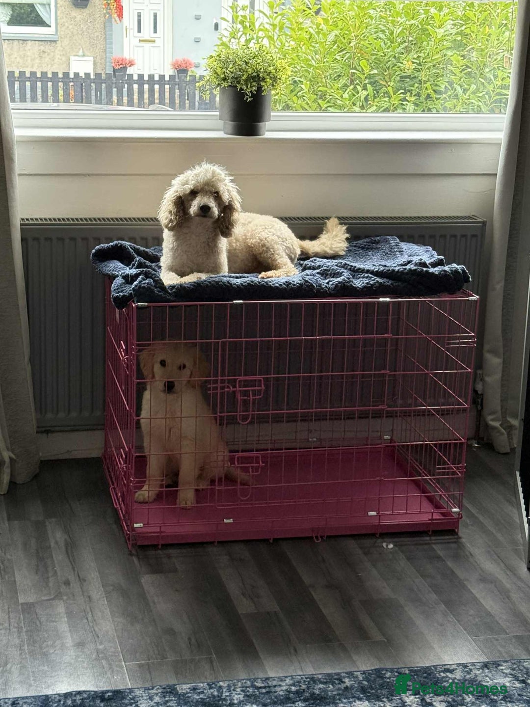 Mixed Breed dogs for sale: Poodle For Rehoming - Advert 2