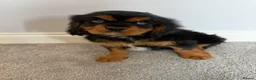 Cavalier King Charles Spaniel dogs for sale: Beautiful health tested cavalier King Charles  - Advert 6