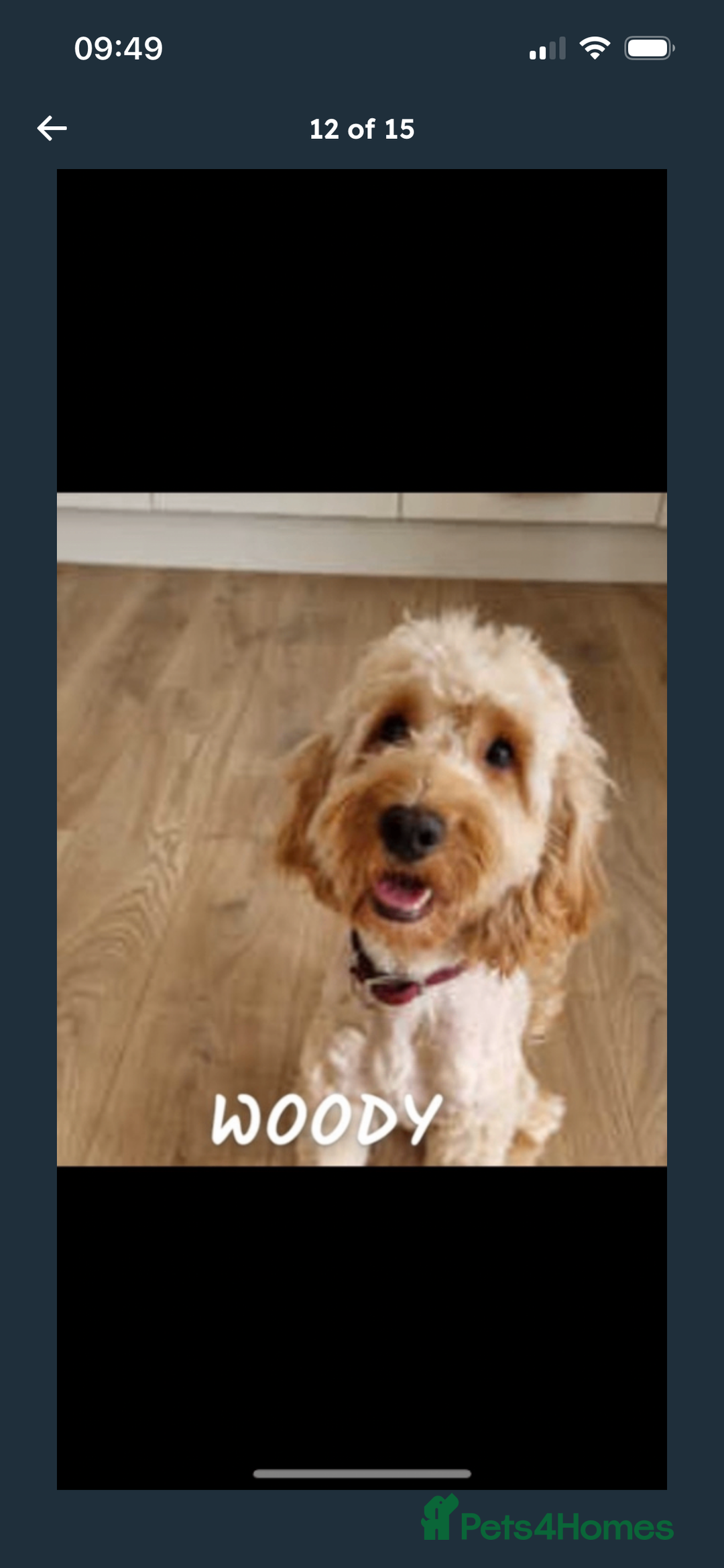 Cockapoo dogs for sale: F2 cockapoo puppies available  - Advert 10