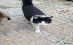 British Longhair cats for sale: Arnold - Image 1