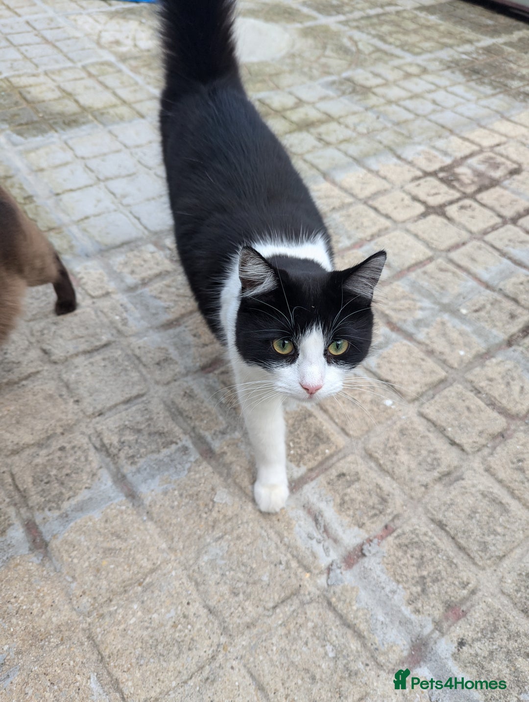 British Longhair cats for sale: Arnold - Image 1