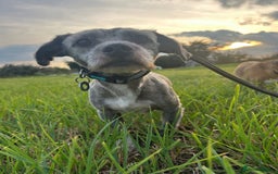 Mixed Breed dogs for adoption: Clint - Norwich Norfolk  - Image 3