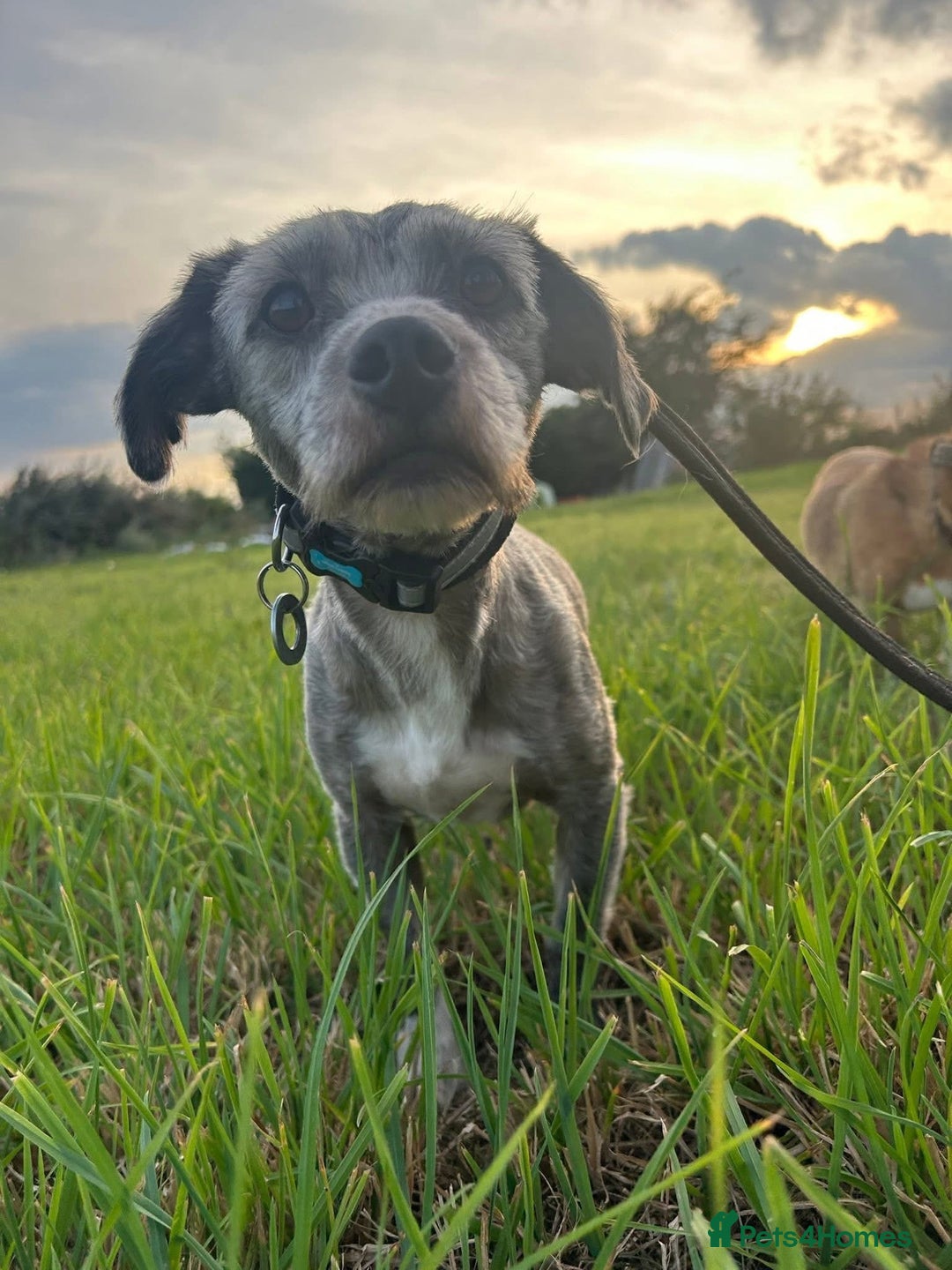 Mixed Breed dogs for adoption: Clint - Norwich Norfolk  - Image 3