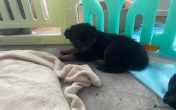 German Shepherd dogs for sale: German Shepherd puppies for sale (Full Pedigree) - Image 15