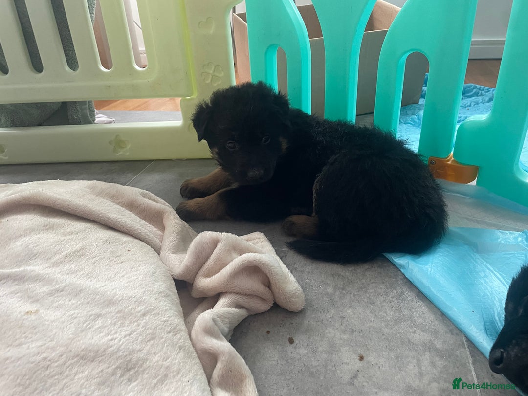 German Shepherd dogs for sale: German Shepherd puppies for sale (Full Pedigree) - Image 15