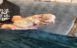 American Bully dogs for sale: 🐾 ABKC Registered Micro/Pocket Bully Puppies! 🐾 - Image 14