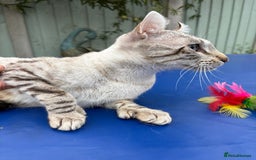 Keetso cats for sale: Superb polydactyl curled eared Keetso girl  - Image 23