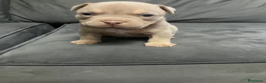 American Bully 2