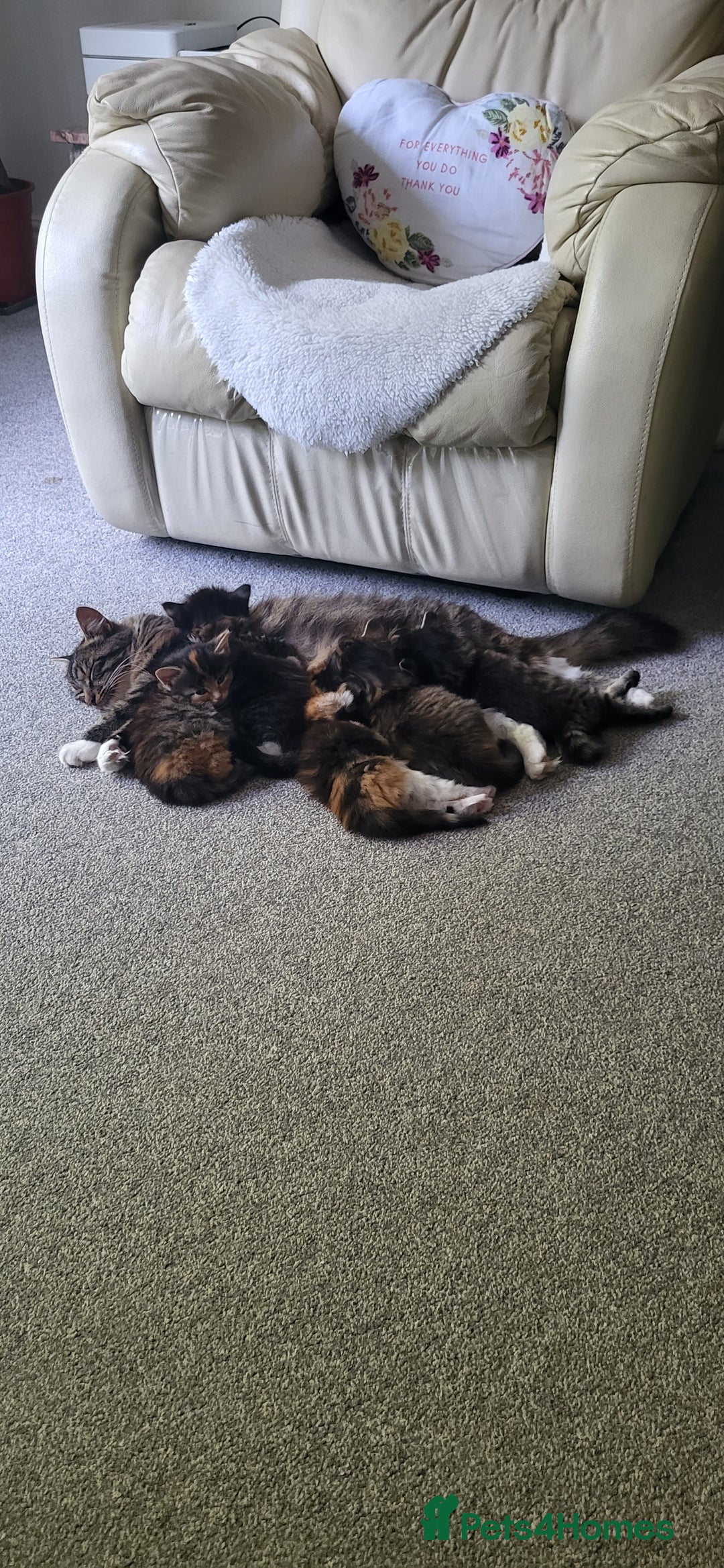 Mixed Breed cats for sale: Lovely kittens Looking for new Homes  - Image 11