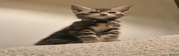 Maine Coon cats for sale: Beautiful Maine Coon X Ginger Kittens Sale - Advert 3