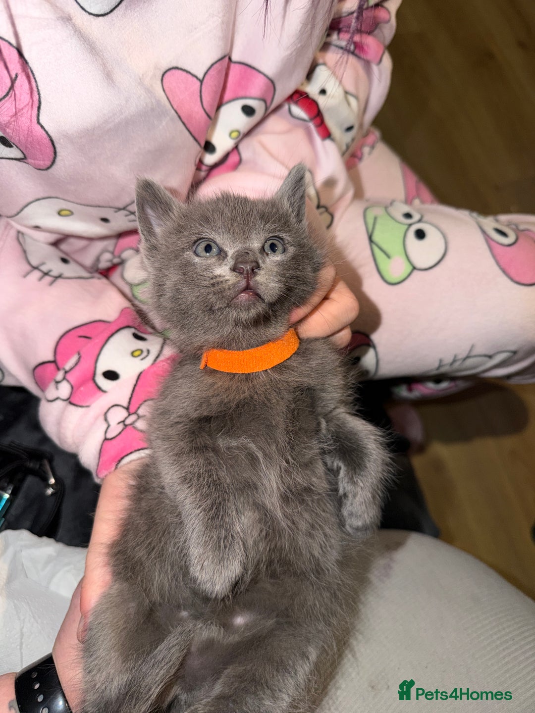 Ragdoll cats for sale: 6 Beautiful Ragdoll cross Domestic shorthair - Advert 21