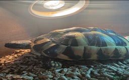 Hermann Tortoise reptiles for sale: Hermann’s with Full Setup (Certificate &Microchip) - Image 3