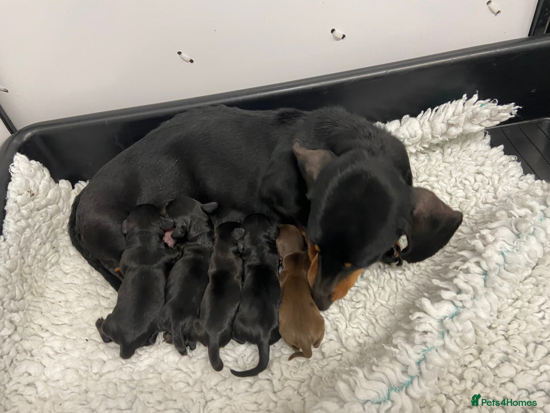 Miniature Dachshund dogs for sale: Miniature Smooth Dachshund Boy Puppies  - Advert 5