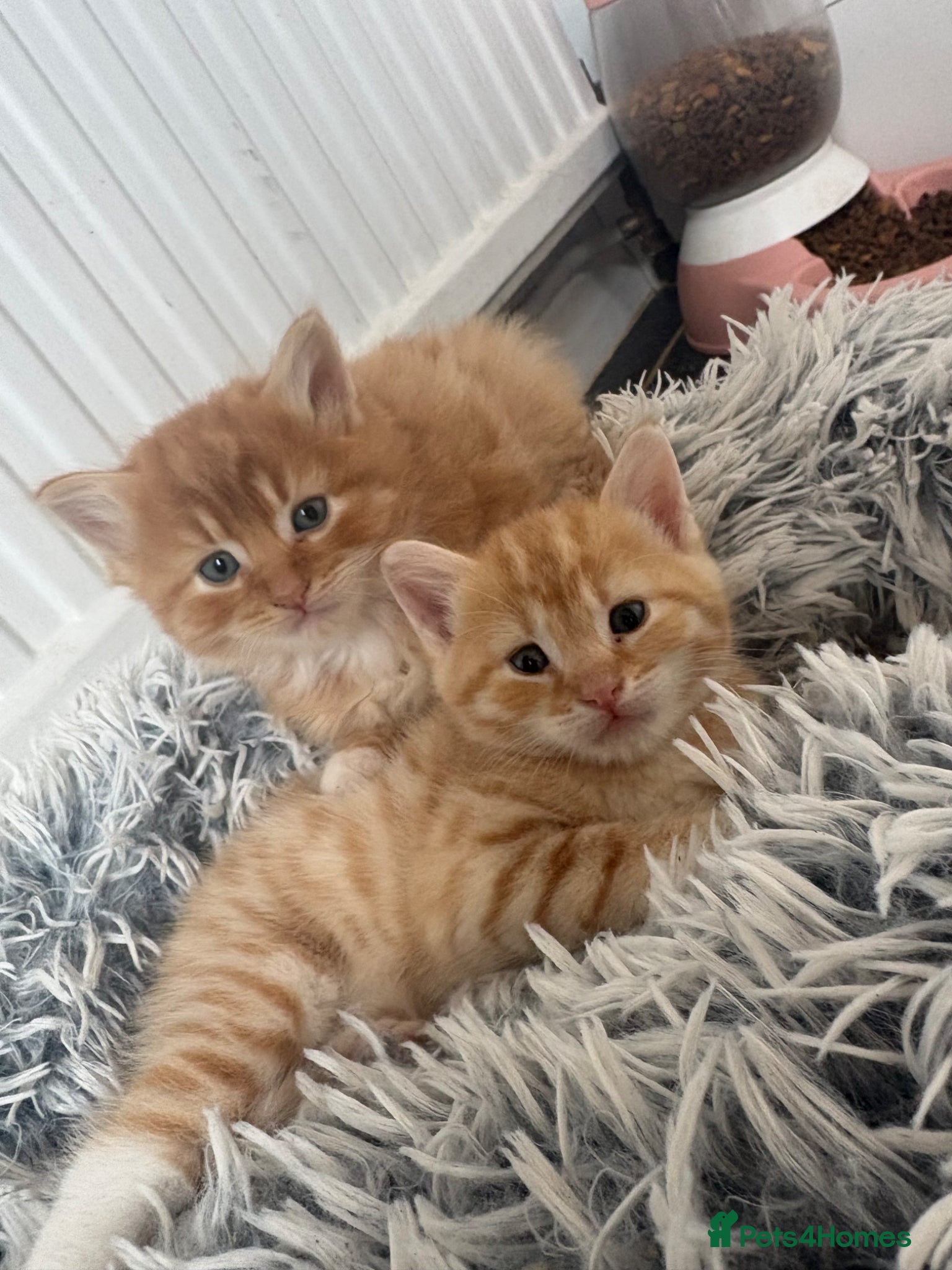 Mixed Breed cats Mixed Maine Coon fur babies  - Advert 4