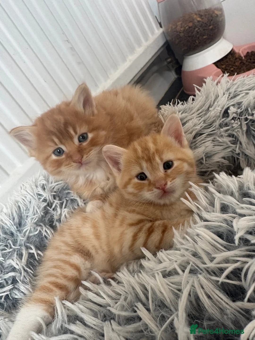 Mixed Breed cats for sale: Mixed Maine Coon fur babies  - Advert 1