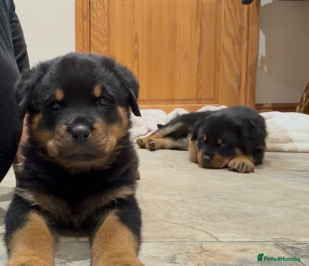 Rottweiler dogs for sale: 2 Big chuncky female Rottweiler puppies - Advert 18