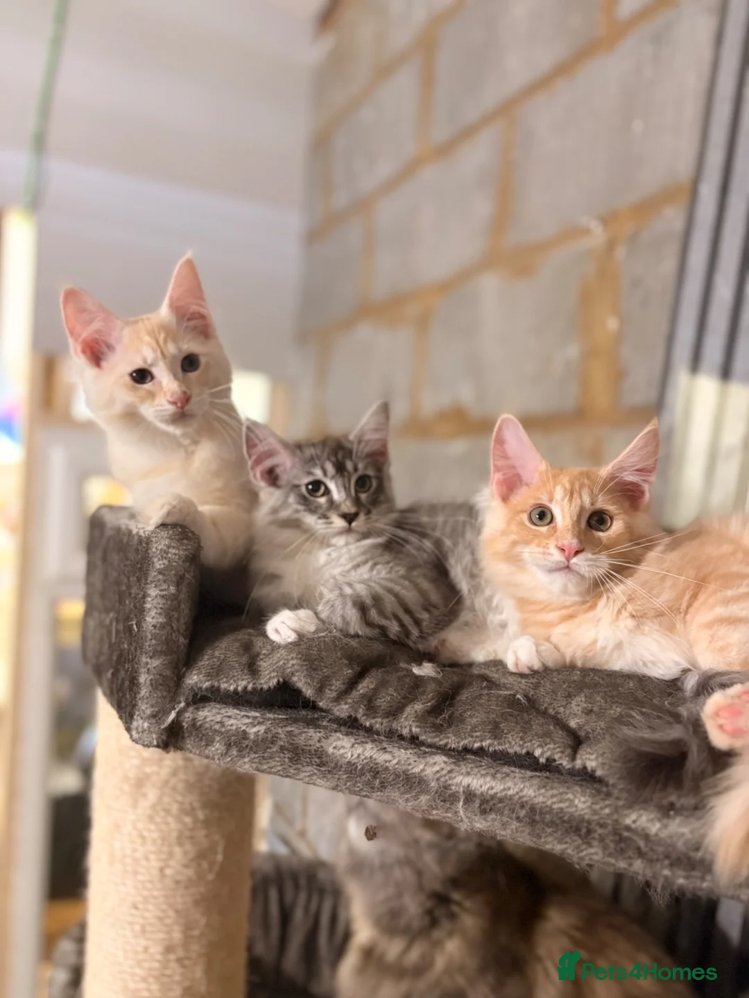 Maine Coon cats for sale: 💖Tica register kitted💖 - Advert 1