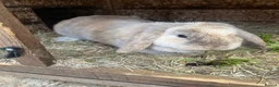 Dwarf Lop rabbits for sale: Two mini lop Rabbits. With cage.  - Advert 3
