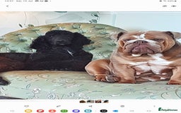 Standard Poodle dogs for sale: 2 and a half year old standard poodle  - Image 3