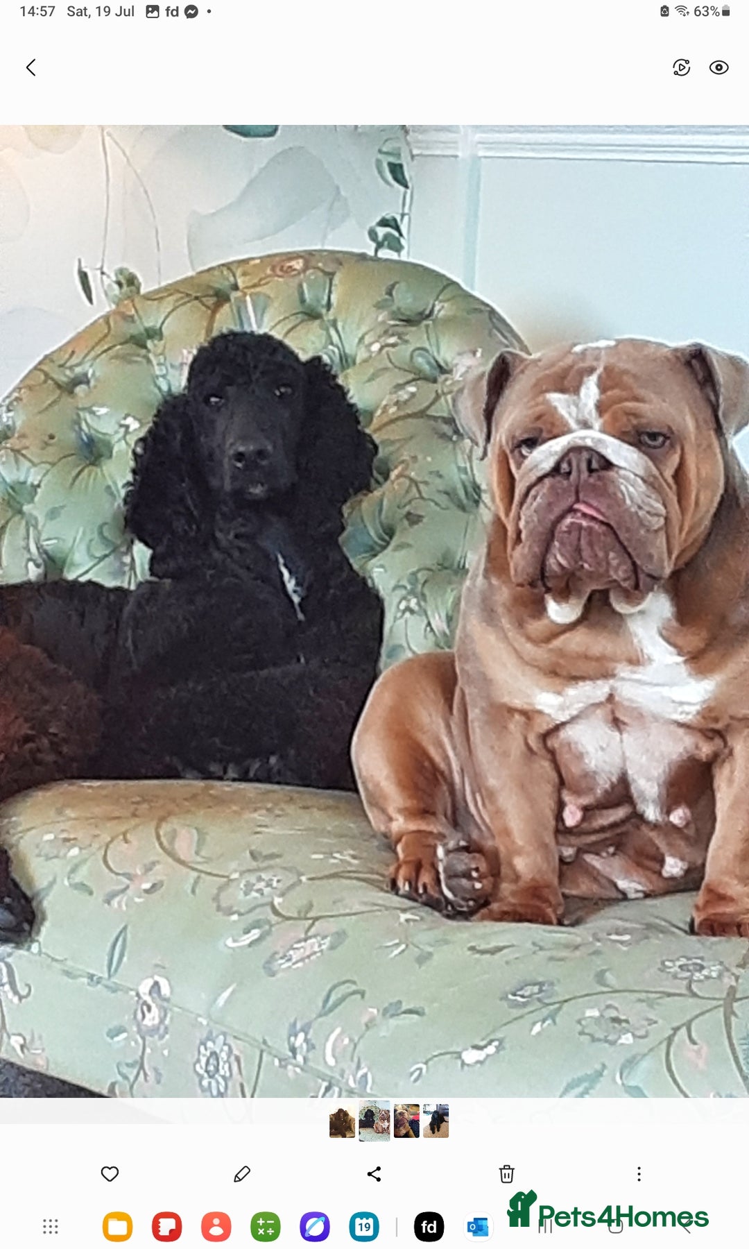 Standard Poodle dogs for sale: 2 and a half year old standard poodle  - Image 3