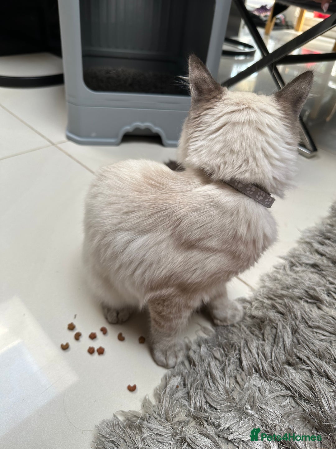 Ragdoll cats for sale: Ragdoll Lynx Blue point male - Image 10