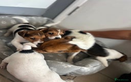 Jack Russell dogs for sale: 4 beautiful healthy jack Russel puppies  - Image 3