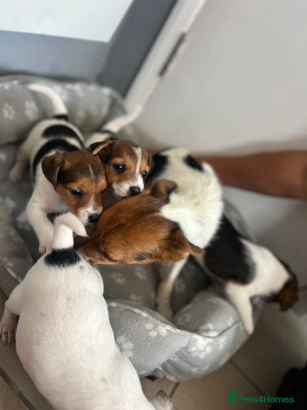 Jack Russell dogs for sale: 4 beautiful healthy jack Russel puppies  - Image 3
