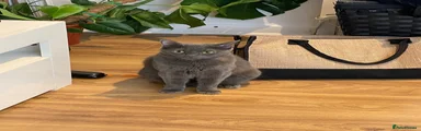 Domestic Shorthair 2