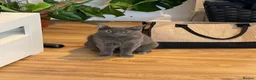 Domestic Shorthair cats for sale: Two beautiful sisters who need a loving home.  - Advert 2