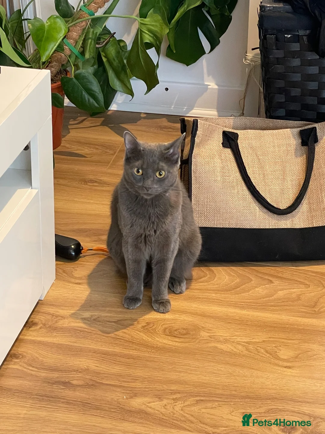 Domestic Shorthair cats for sale: Two beautiful sisters who need a loving home.  - Advert 2