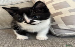 Mixed Breed cats for sale:  BOTH RESERVED boy kittens looking for home  - Image 6