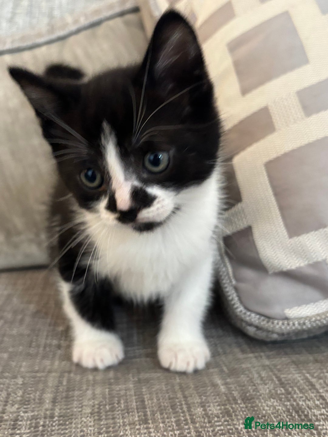 Mixed Breed cats for sale:  BOTH RESERVED boy kittens looking for home  - Image 6
