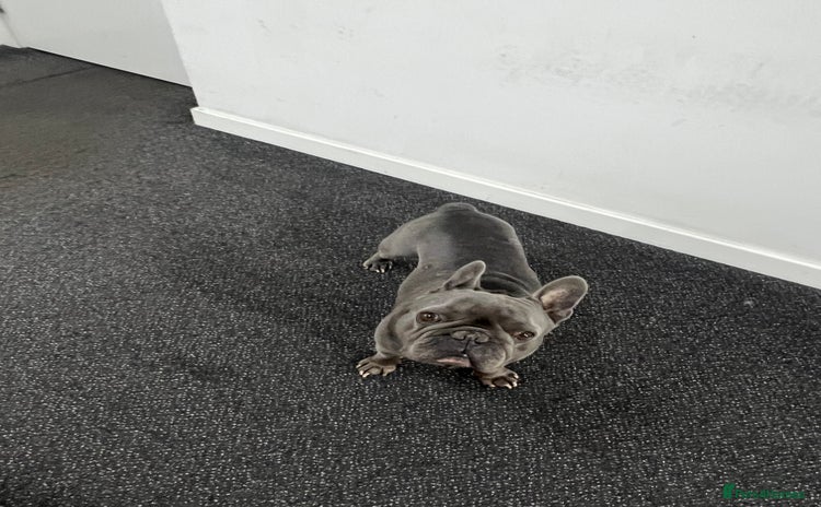 French Bulldog dogs - Advert 14