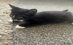 Mixed Breed cats for sale: 6 kittens for sale - Image 4